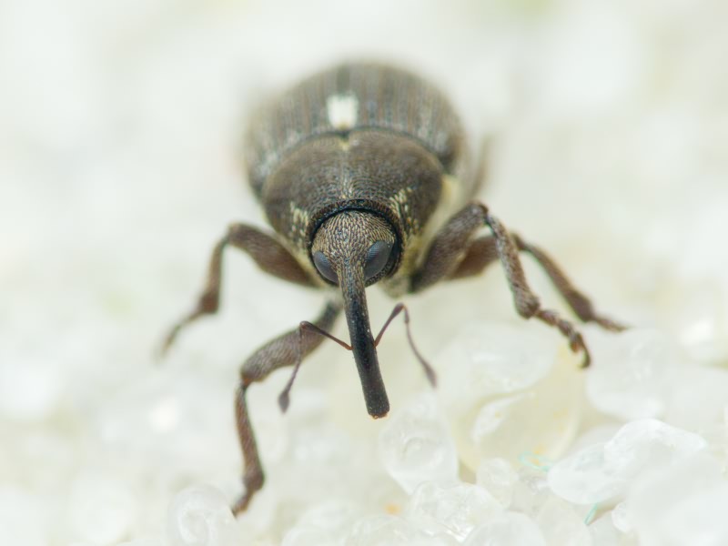 Glocianus punctiger (C. R. Sahlberg, 1835)